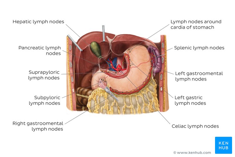Lymphatics of the stomach and liver - anterior view