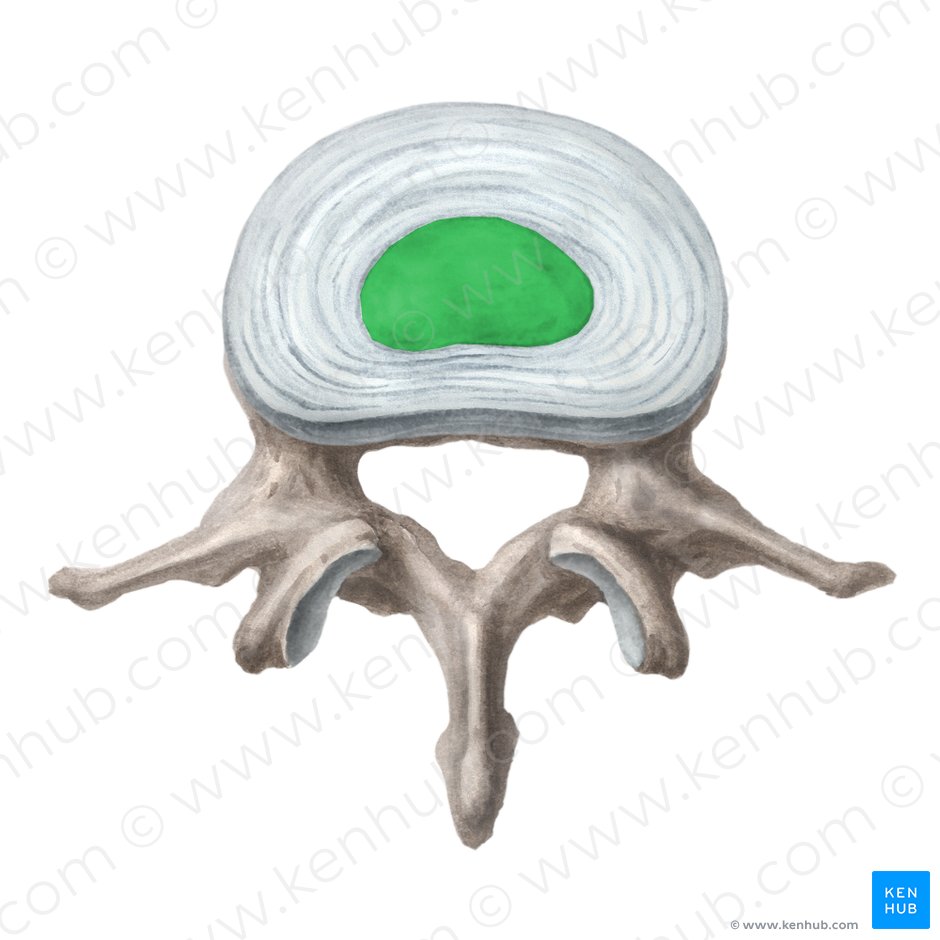 Nucleus pulposus of intervertebral disc (Nucleus pulposus disci intervertebralis); Image: Liene Znotina