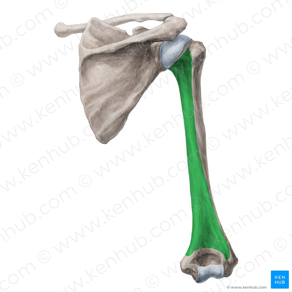 Posterior surface of humerus (Facies posterior humeri); Image: Yousun Koh