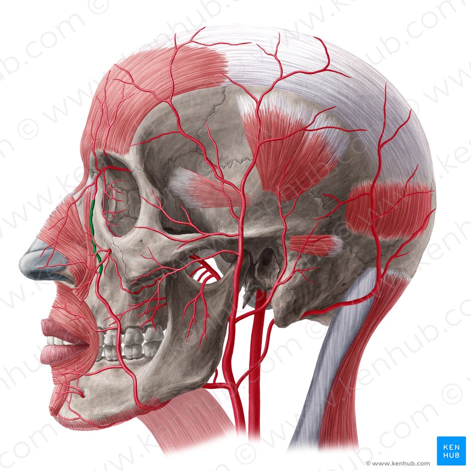 Angular artery (Arteria angularis); Image: Yousun Koh
