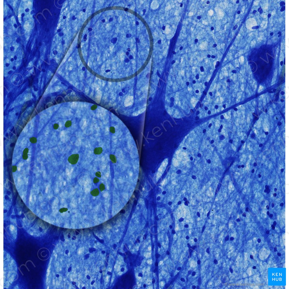 Glial cells (Neuroglia); Image: 