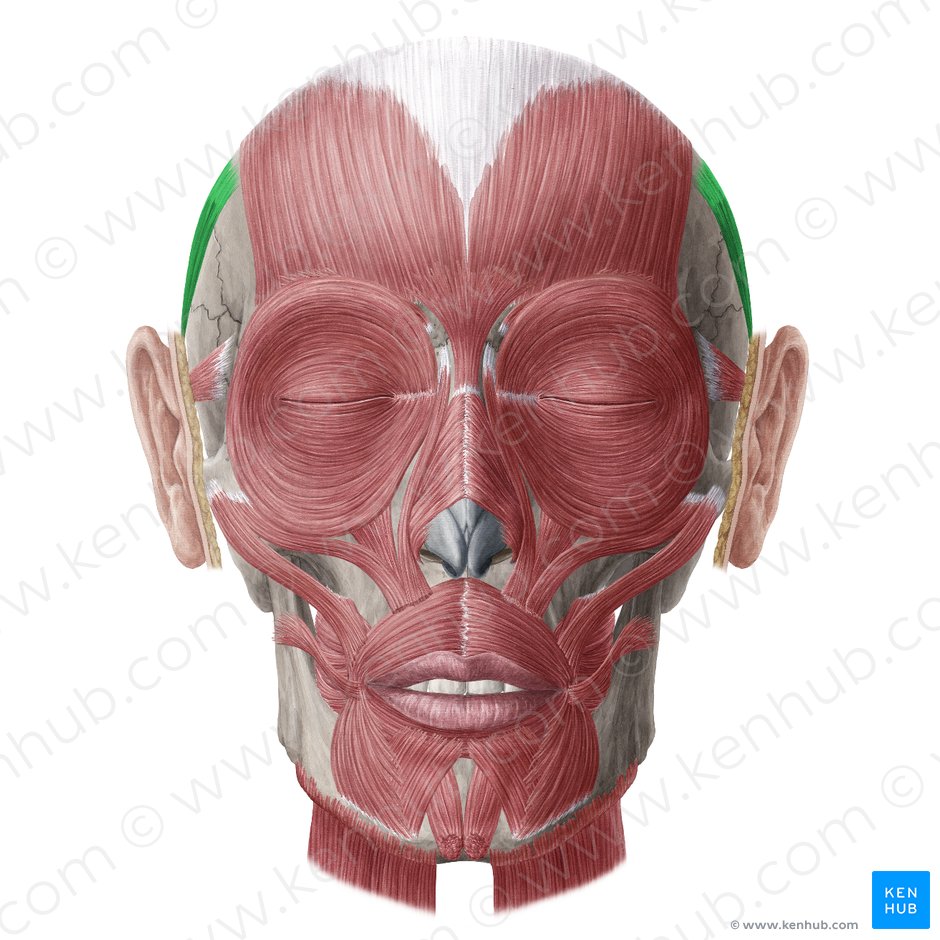 Auricularis superior muscle (Musculus auricularis superior); Image: Yousun Koh