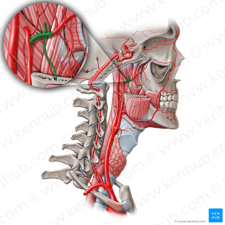 1st part of maxillary artery (Pars mandibularis arteriae maxillaris); Image: Paul Kim