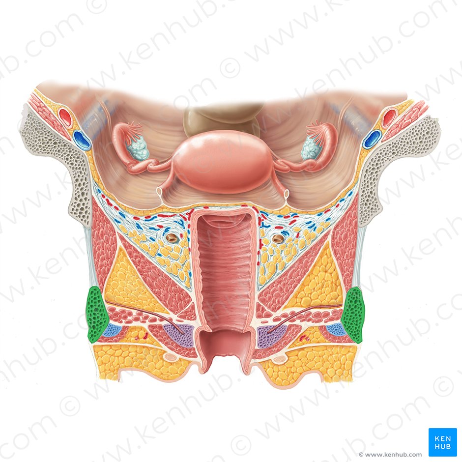 Ramus inferior ossis pubis (Unterer Ast des Schambeins); Bild: Samantha Zimmerman