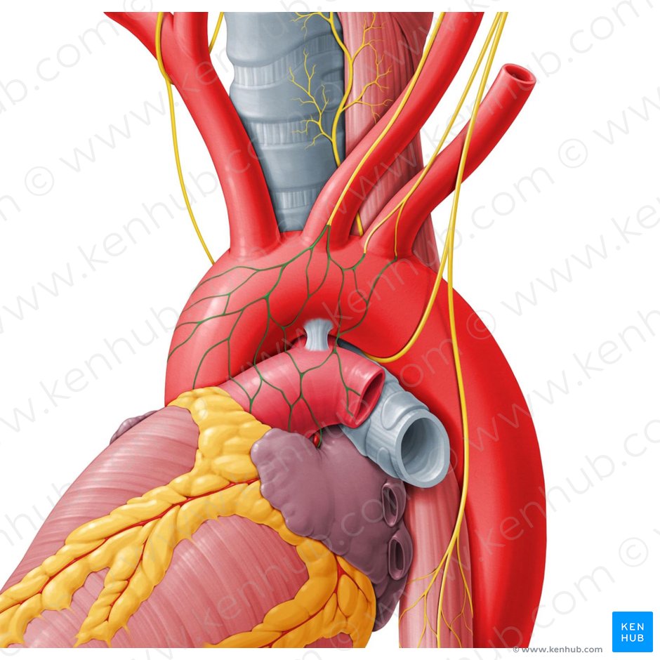 Cardiac plexus (Plexus cardiacus); Image: Paul Kim