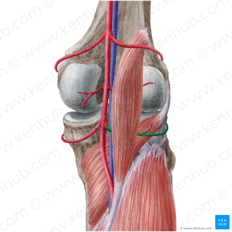Inferior lateral genicular artery (Arteria inferior lateralis genus); Image: Liene Znotina