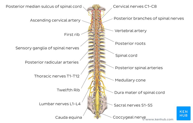 Structure of the spinal cord - coronal view