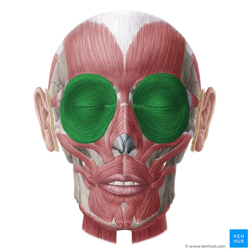Mimische Muskulatur - Anatomie und Funktion | Kenhub blank face diagram 
