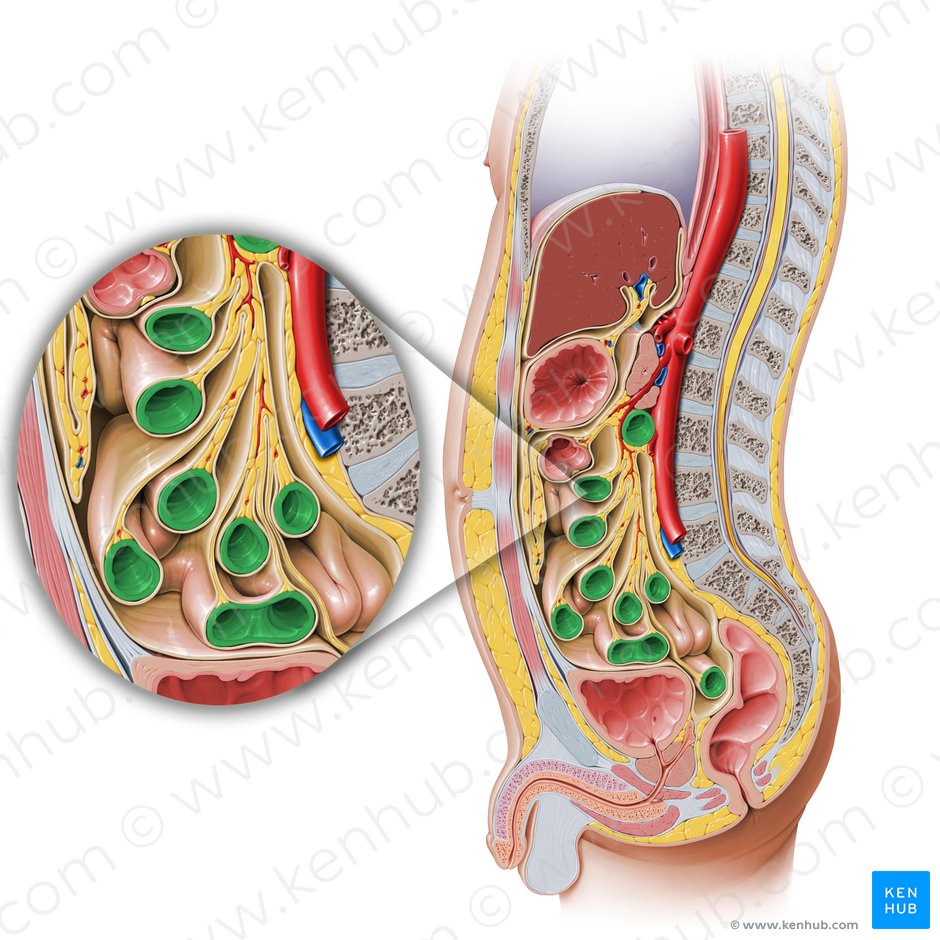 Small intestine (Intestinum tenue); Image: Paul Kim