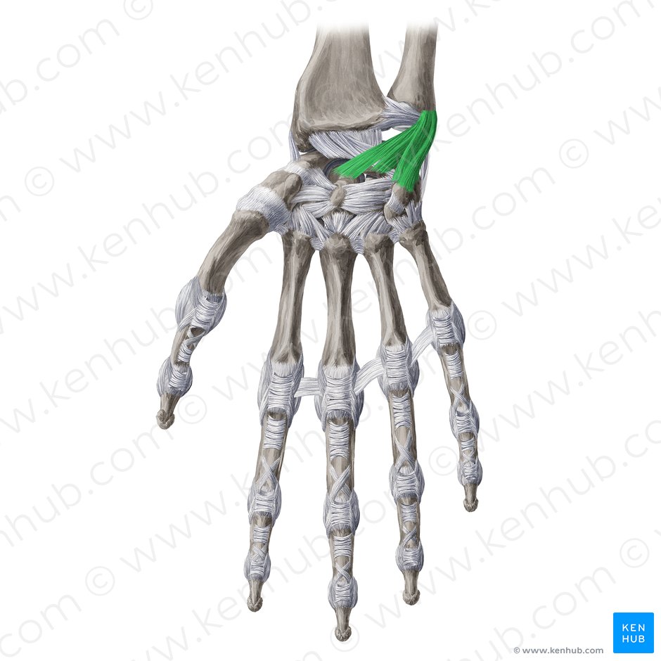 Ligamentum ulnocarpeum palmare (Hohlhandseitiges Ellen-Handwurzel-Band); Bild: Yousun Koh