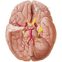 Ventricles, meninges and blood vessels