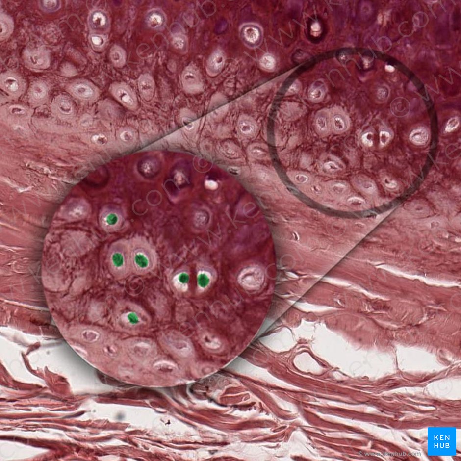 Núcleo del condrocito (Nucleus chondrocyti); Imagen: 