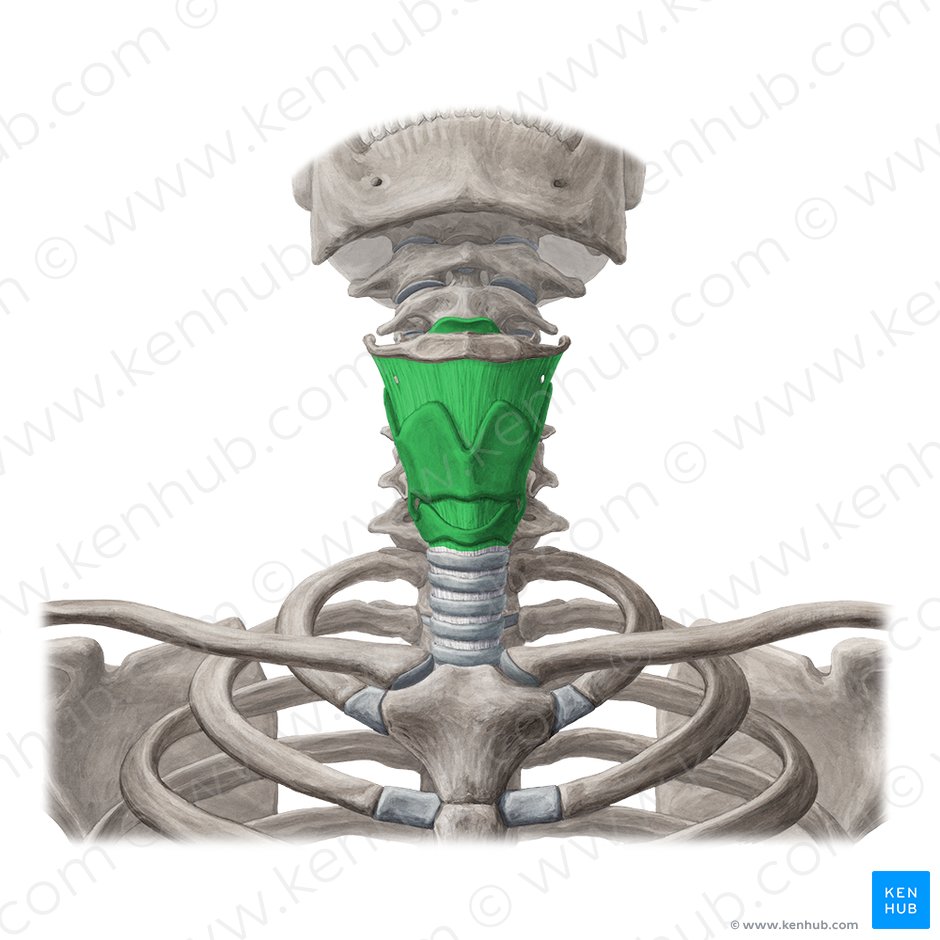 Laringe (Larynx); Imagem: Yousun Koh