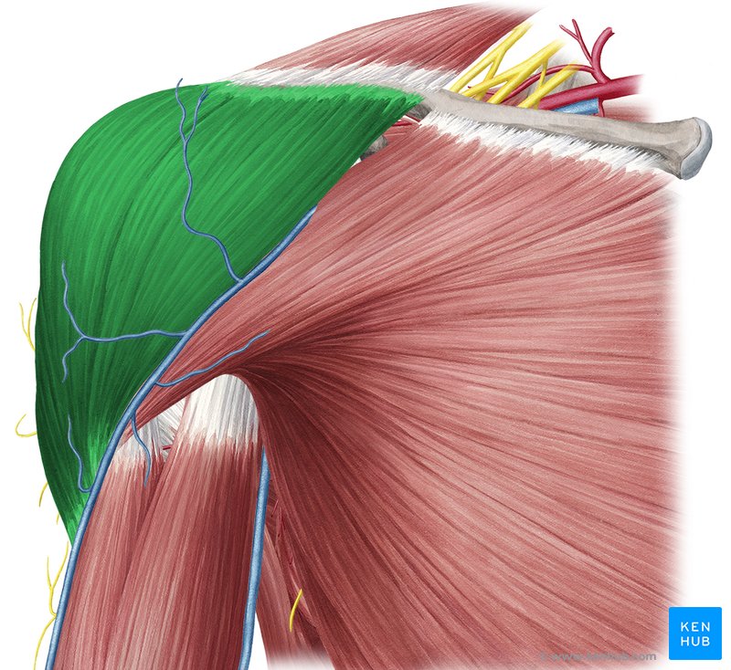 Fascias and spaces of the shoulder girdle: Anatomy | Kenhub