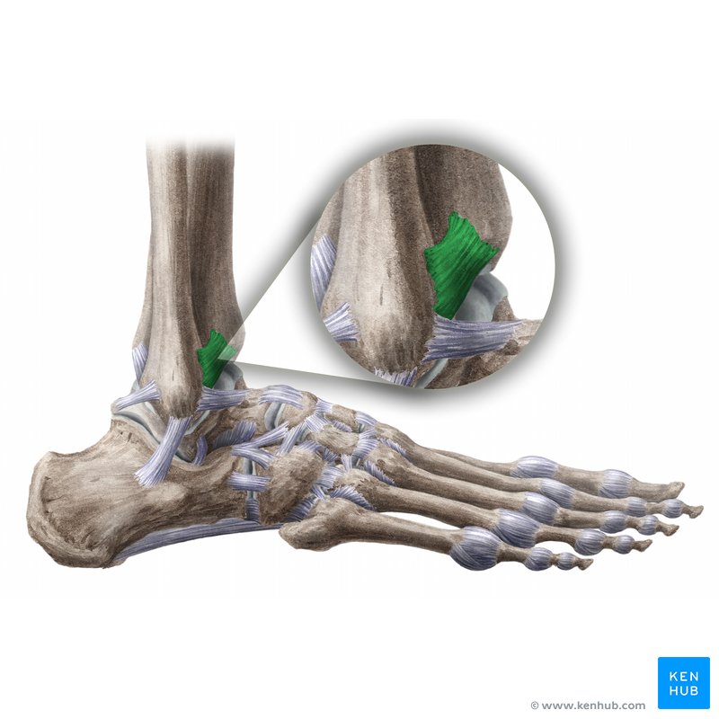 Joints and ligaments of the foot: Anatomy | Kenhub