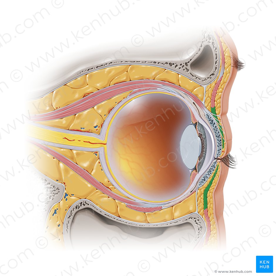Parte palpebral do músculo orbicular do olho (Pars palpebralis musculi orbicularis oculi); Imagem: Paul Kim