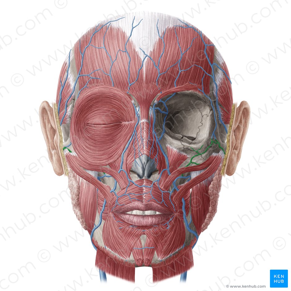 Transverse facial vein (Vena transversa faciei); Image: Yousun Koh