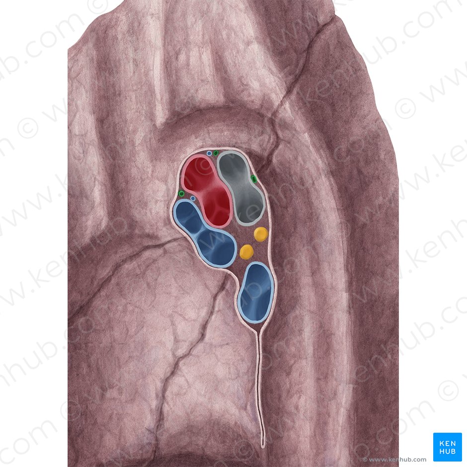 Arteria bronquial (Arteria bronchialis); Imagen: Yousun Koh