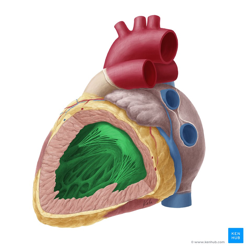 Heart ventricles: Anatomy, function and clinical aspects ...