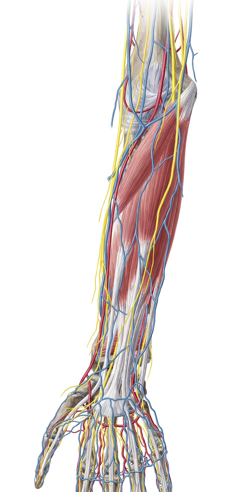 Elbow and forearm (Anatomy) - Study Guide | Kenhub