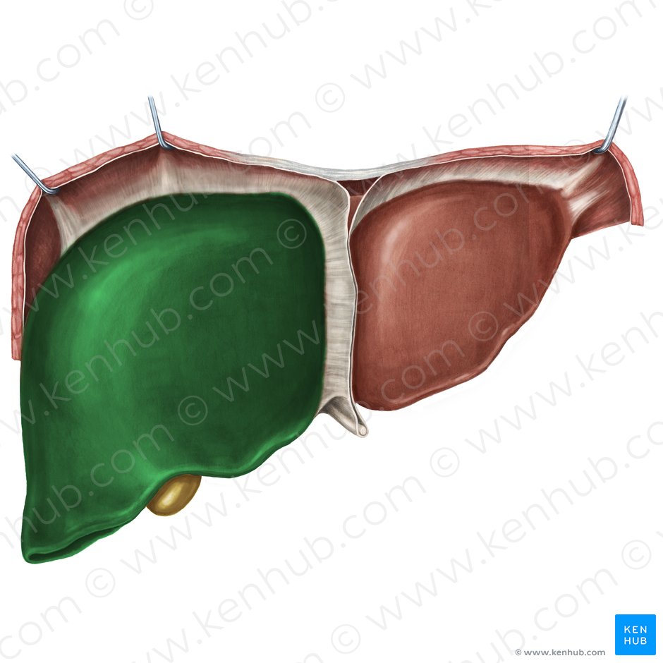 Right lobe of liver (Lobus dexter hepatis); Image: Irina Münstermann