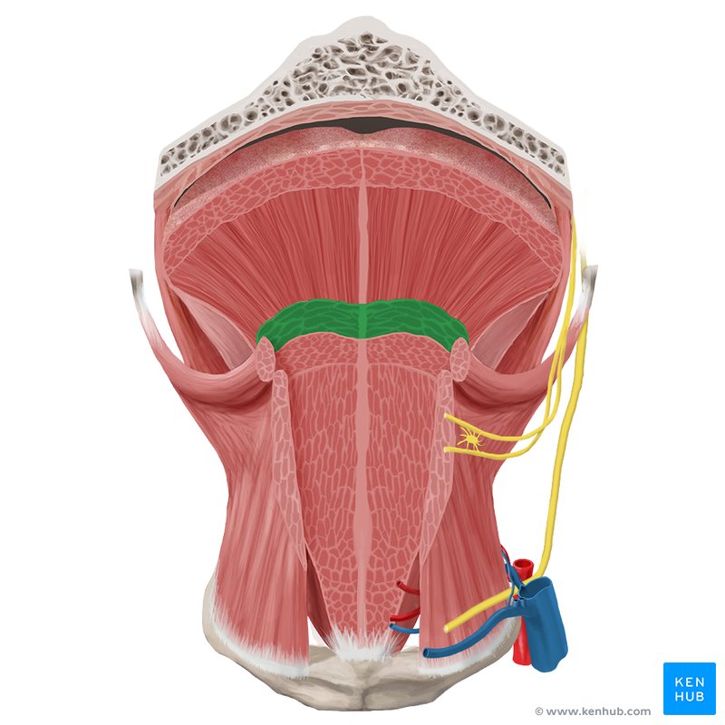 Tongue: Anatomy, muscles, taste buds, gustatory pathway ...