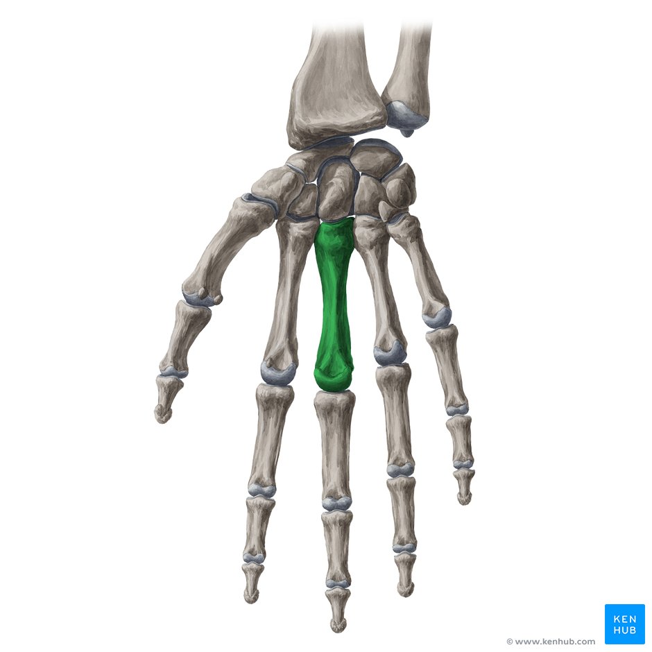 Carpometacarpal (CMC) joints: Bones, ligaments, movements | Kenhub
