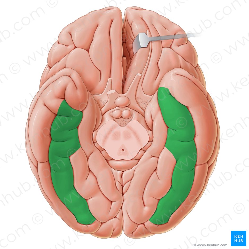 Lateral occipitotemporal gyrus (Gyrus occipitotemporalis lateralis); Image: Paul Kim