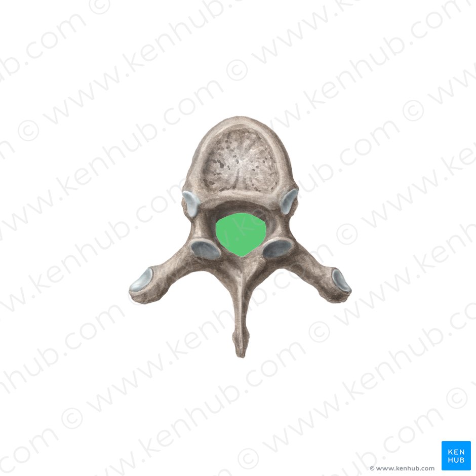 Vertebral foramen (Foramen vertebrale); Image: Liene Znotina