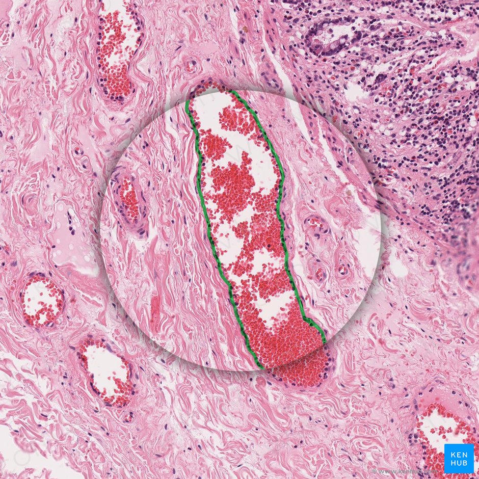 Endotelio de la vénula (Endothelium venulae); Imagen: 