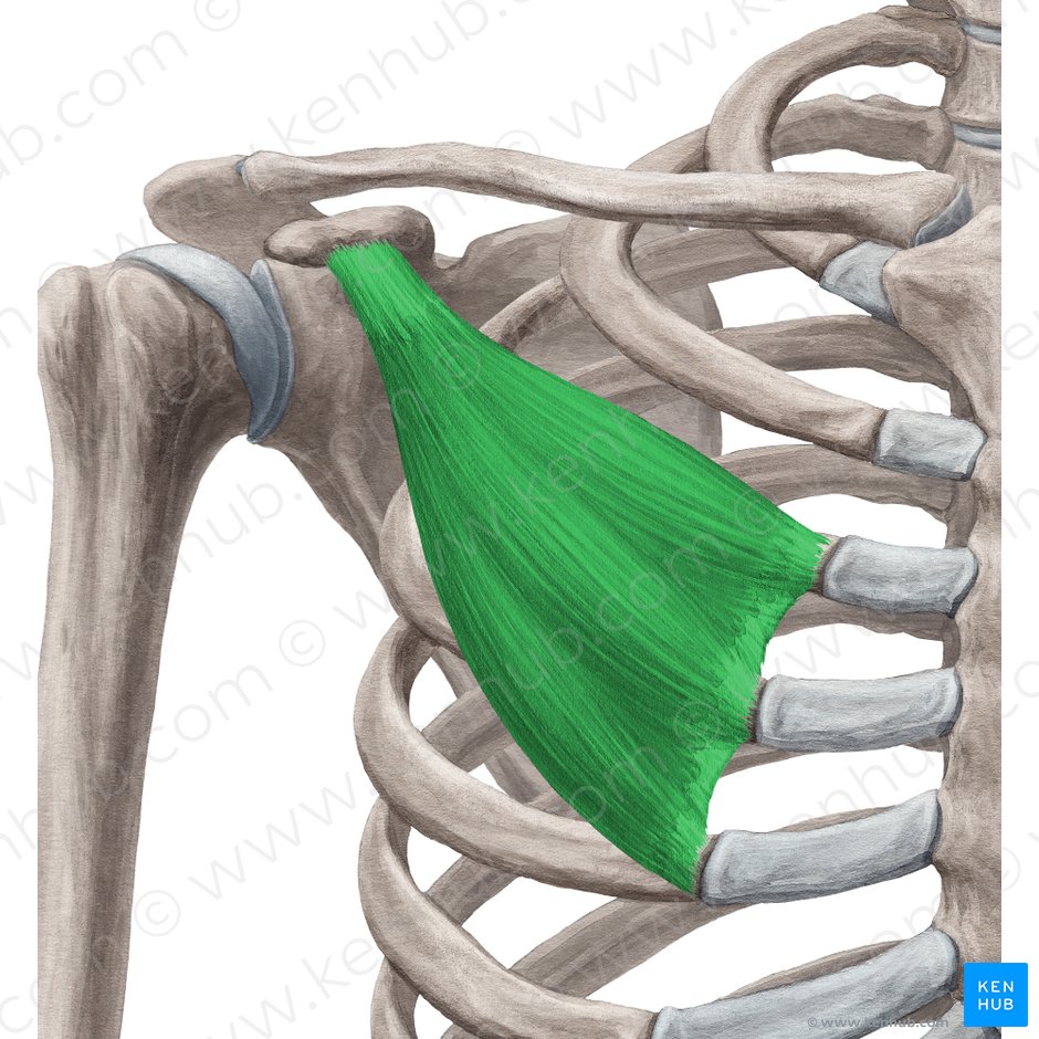 Músculo peitoral menor (Musculus pectoralis minor); Imagem: Yousun Koh