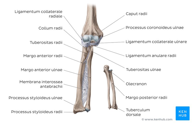 Unterarm Knochen