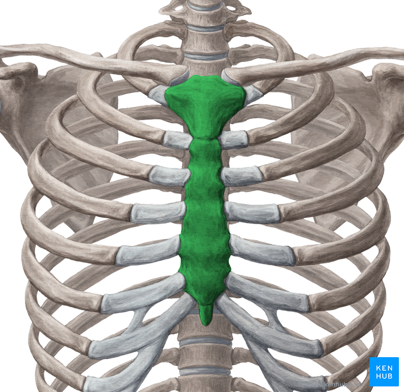 Sternum (Brustbein) - Anatomie, Knochen, Aufbau & Gelenke | Kenhub
