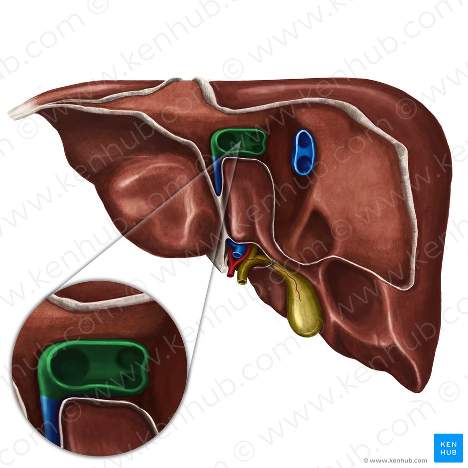 Left and intermediate hepatic veins (Venae hepaticae sinistra et intermedia); Image: Irina Münstermann