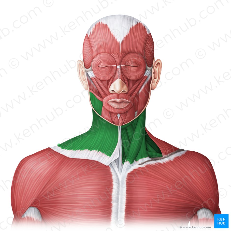 Musculi anteriores colli (Ventrale Halsmuskulatur); Bild: Irina Münstermann