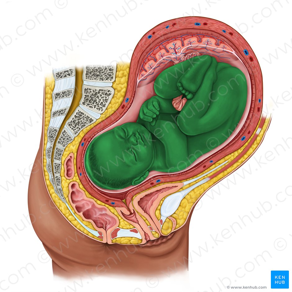 Fetus; Image: Irina Münstermann