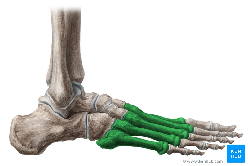 Metatarsal bones: Anatomy | Kenhub