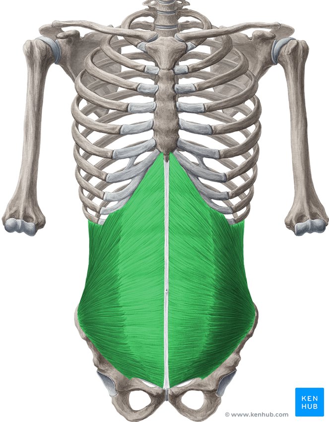 Right upper quadrant: Anatomy and causes for pain | Kenhub