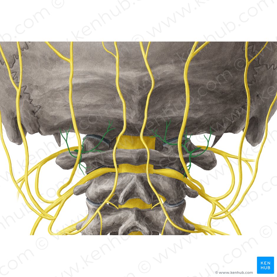 Nervo suboccipital (Nervus suboccipitalis); Imagem: Yousun Koh