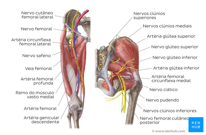 Artérias e nervos do quadril e da coxa - vistas anterior e posterior