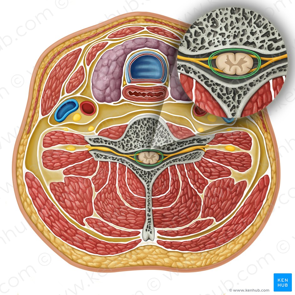 Meninges de la medula espinal (Meninges medullae spinalis); Imagen: Irina Münstermann