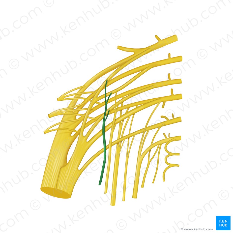 Nervus musculi quadrati femoris (Nerv zum viereckigen Oberschenkelmuskel); Bild: Begoña Rodriguez