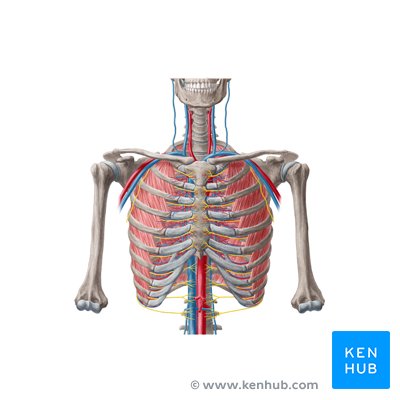 Thorax: Anatomy, wall, cavity, organs & neurovasculature | Kenhub