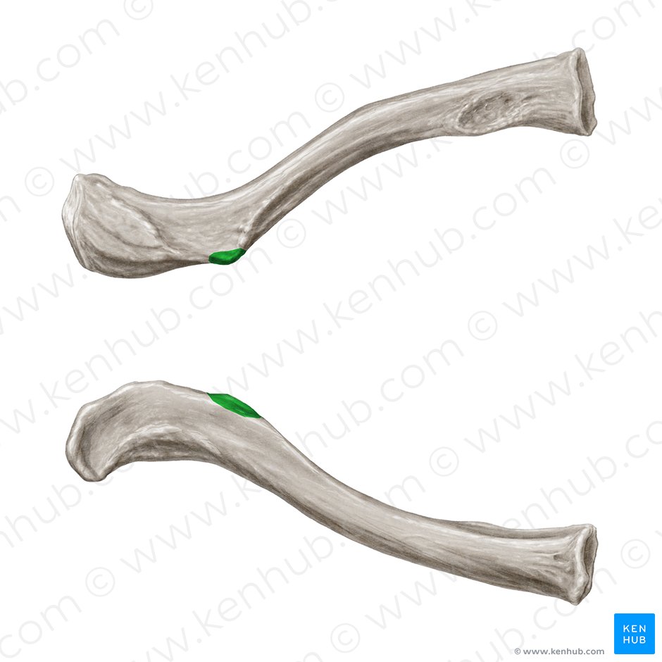 Conoid tubercle of clavicle (Tuberculum conoideum claviculae); Image: Samantha Zimmerman