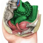 Recesses of the peritoneal cavity