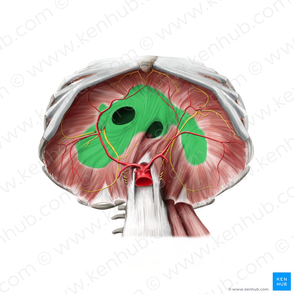 Central tendon of diaphragm (Centrum tendineum diaphragmatis); Image: Paul Kim