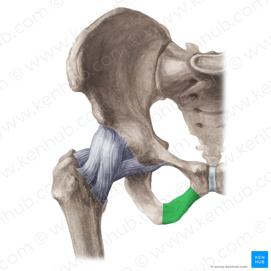 Rama púbica inferior (Ramus inferior ossis pubis); Imagen: Liene Znotina