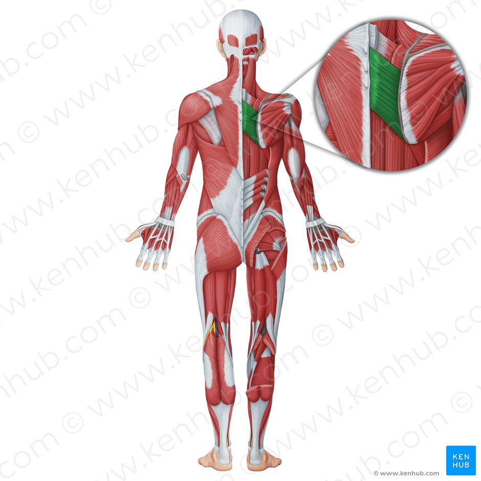 Rhomboid major muscle (Musculus rhomboideus major); Image: Irina Münstermann