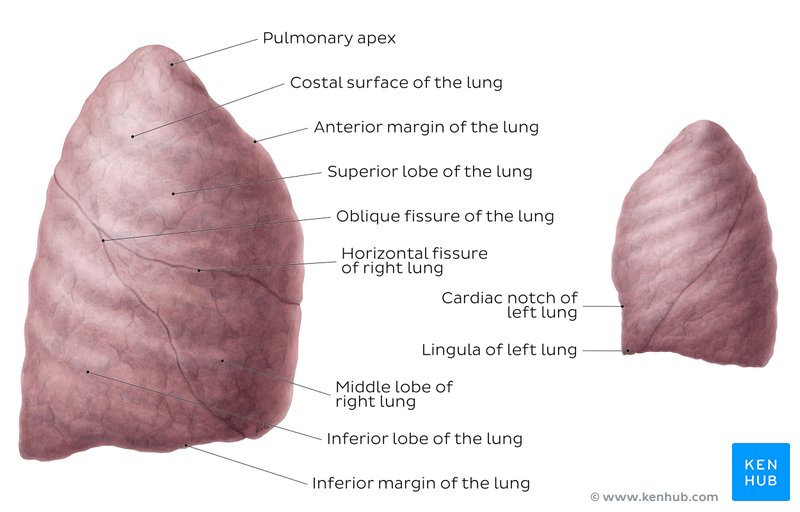 Resumen de la vista lateral de los pulmones.