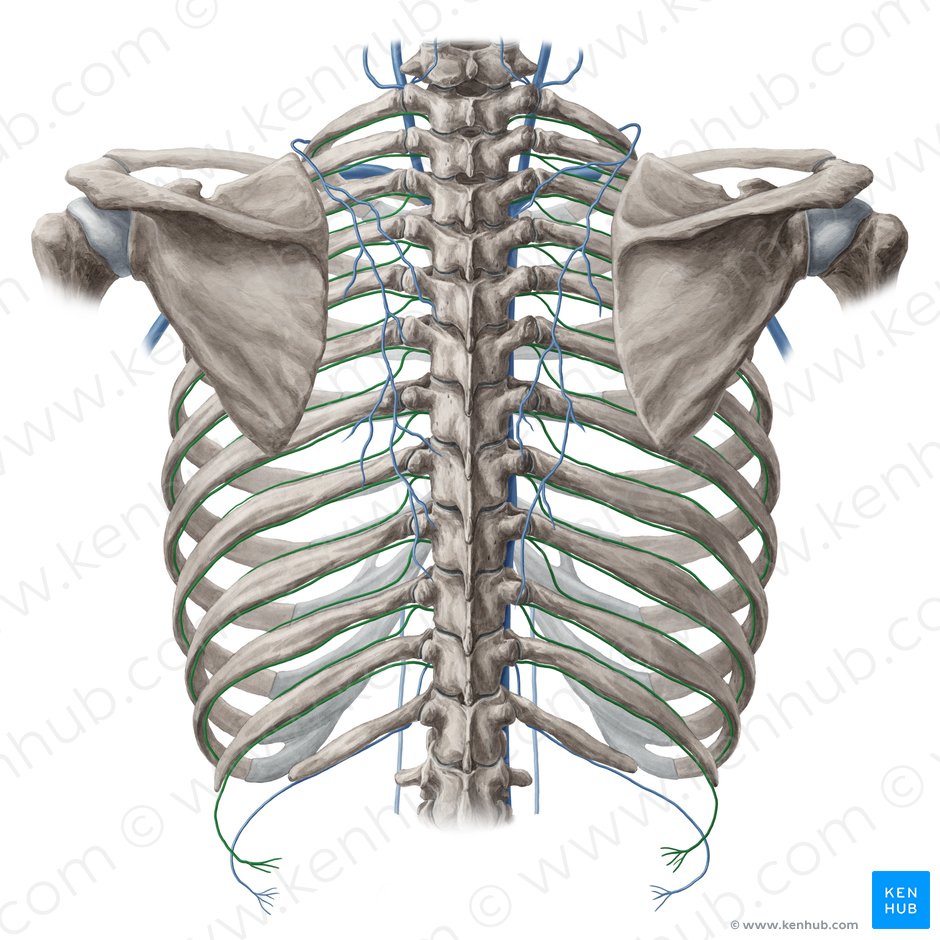 Posterior intercostal vein (Vena intercostalis posterior); Image: Yousun Koh